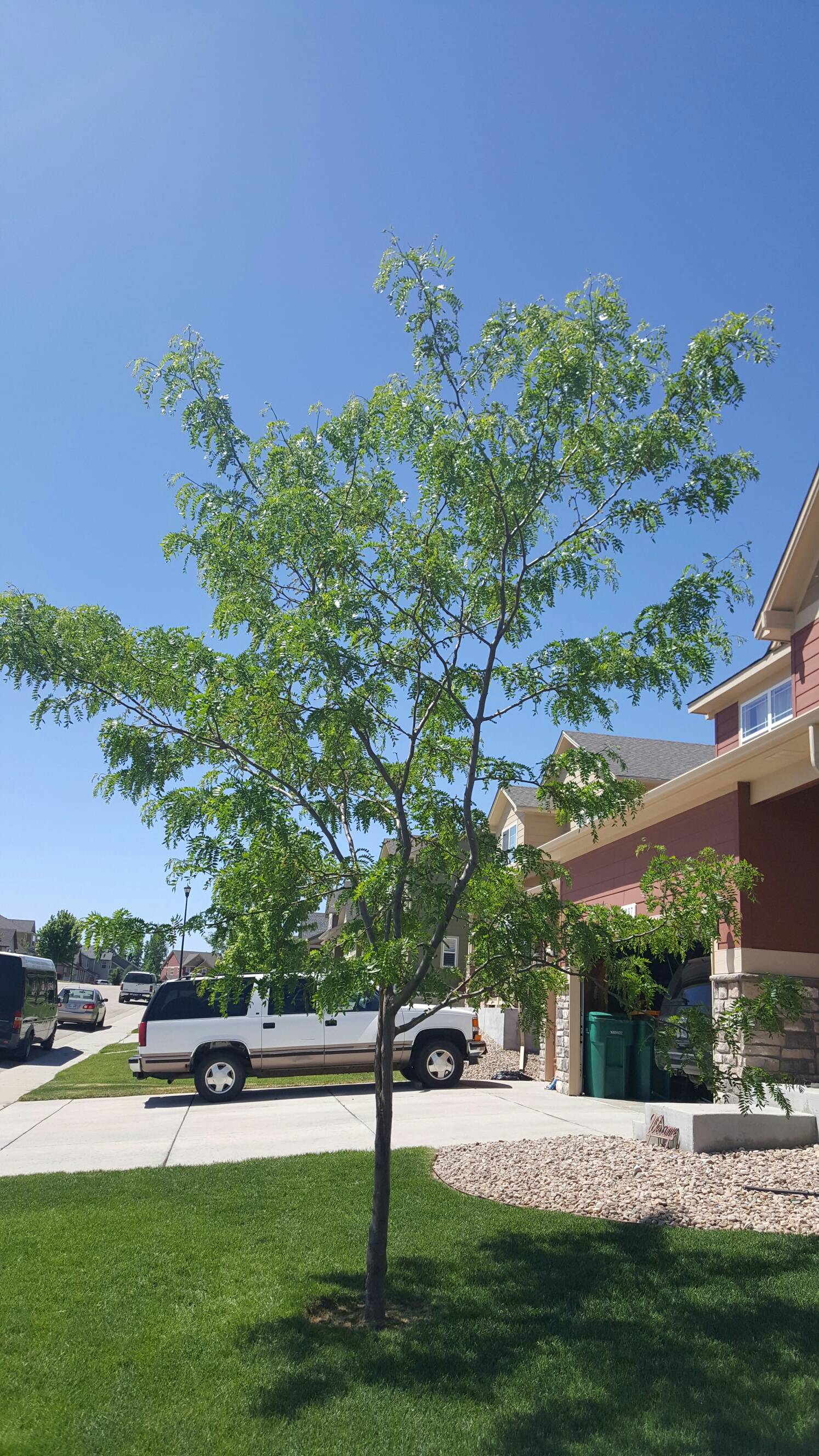 diagnosis What should we do with a 78 year old honey locust tree