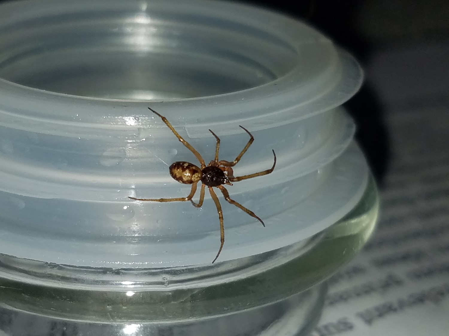 [Solved] Spider with brown zig zags on abdomen and black | 9to5Science