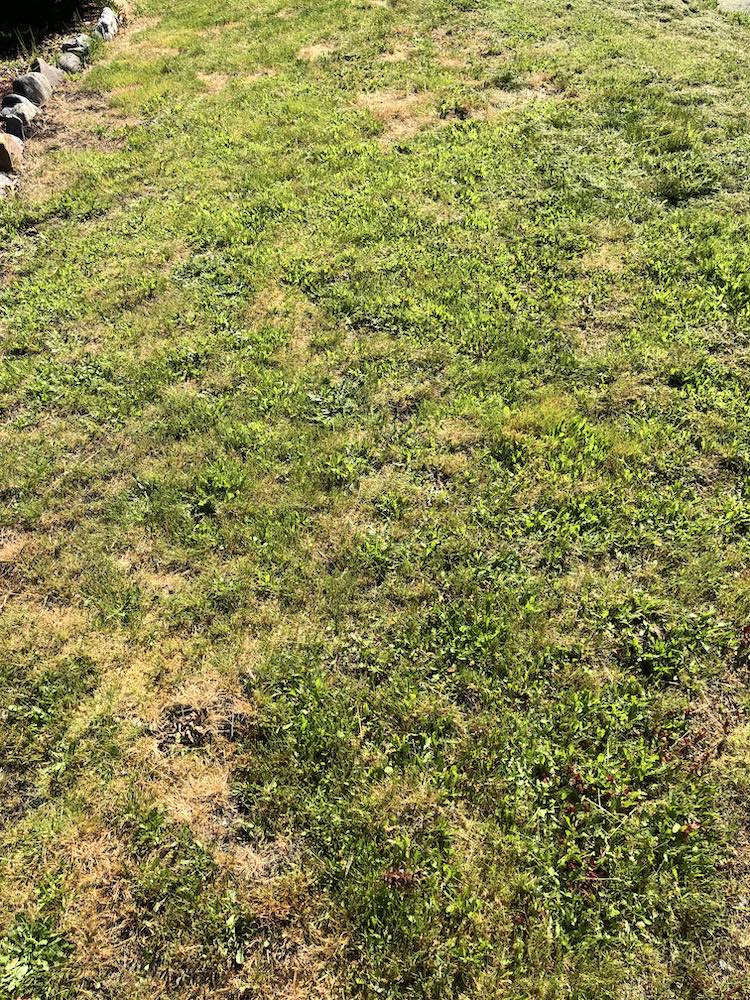 Do I use grass seed or just weed and feed for dead lawn spot
