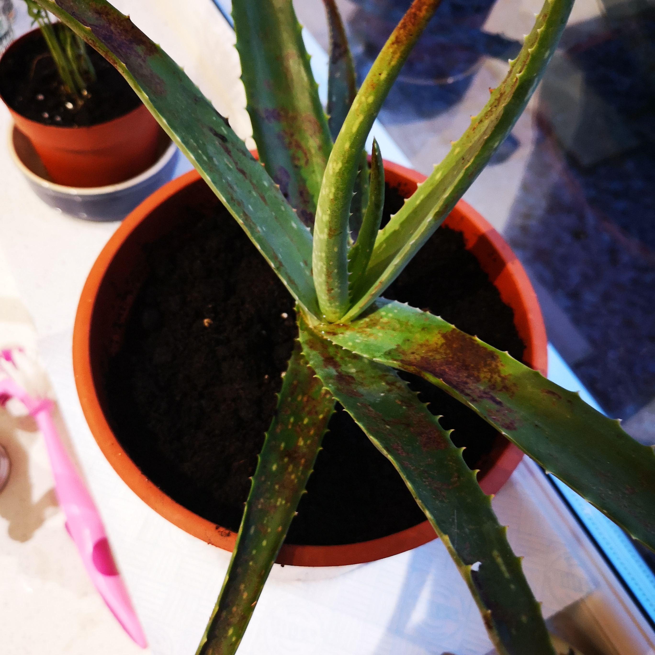 Brown bits/discoloration on Aloe Vera plant Gardening & Landscaping