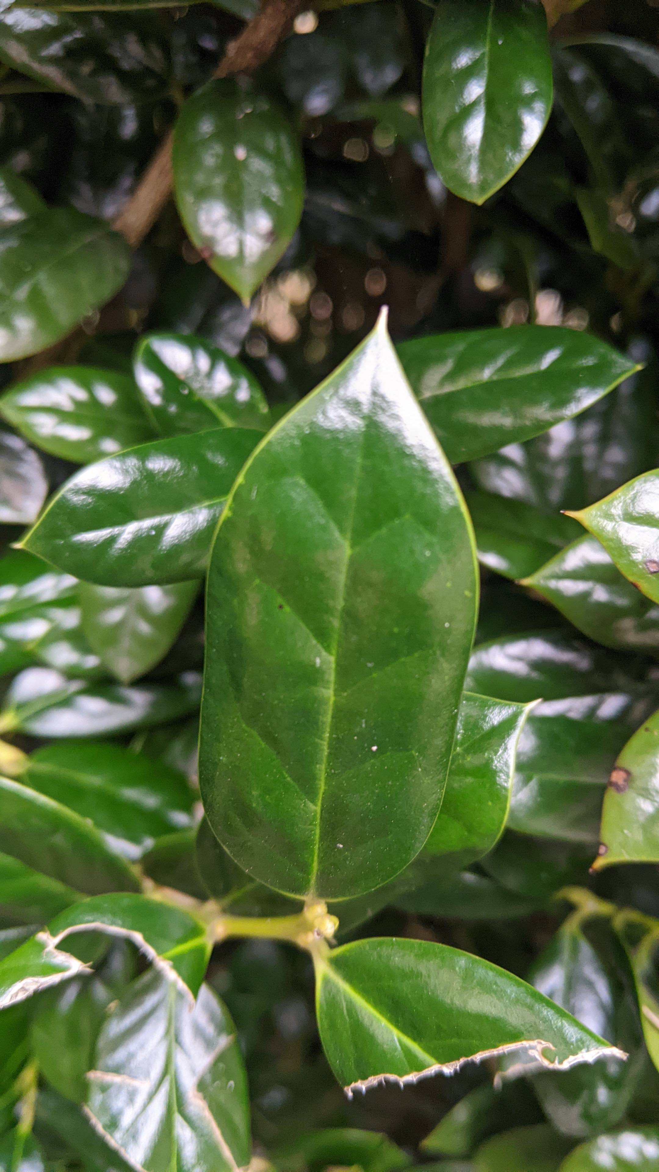 identification - Can you help identify this evergreen shrub