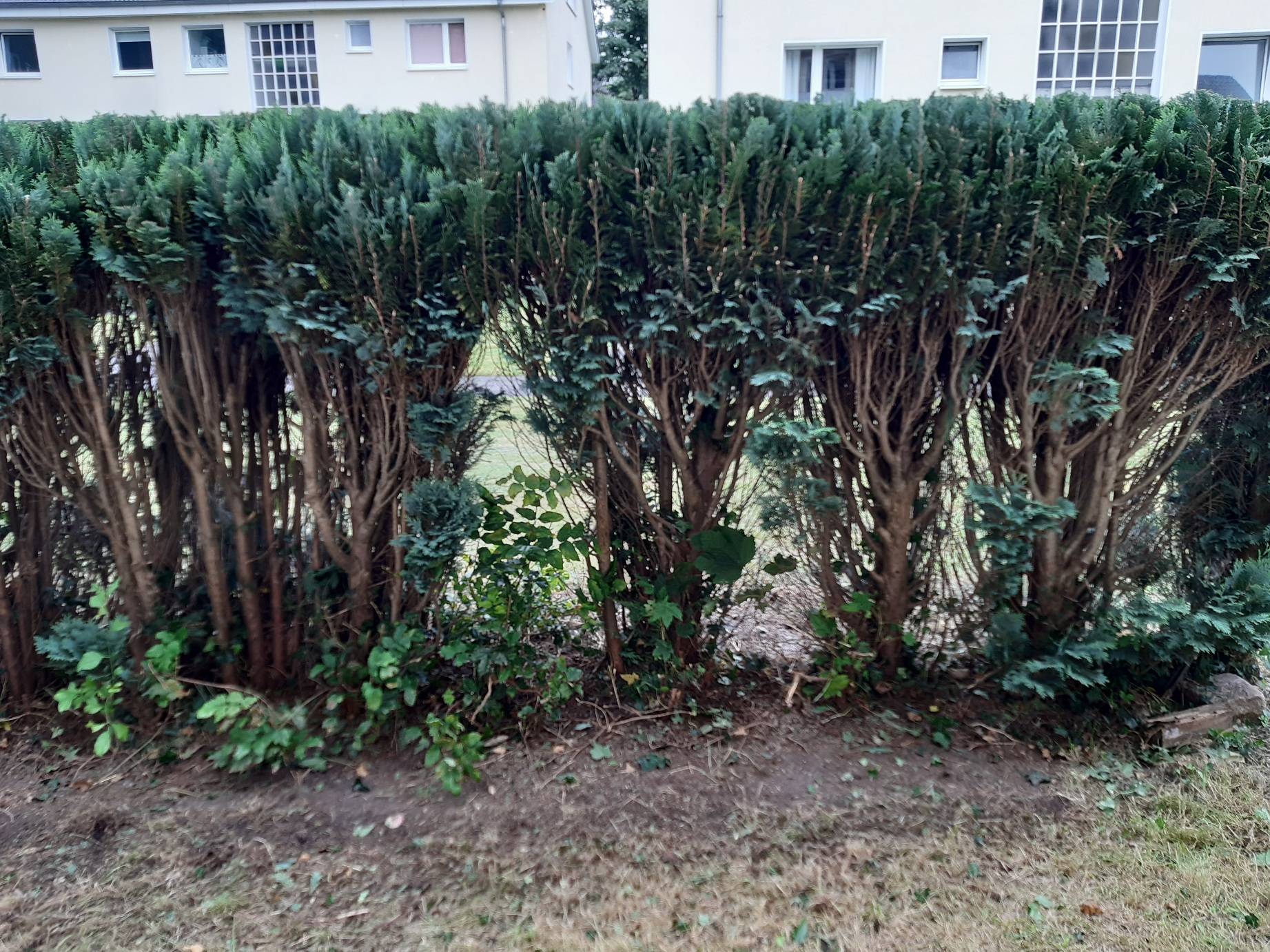 pruning Will Cedar Hedge pruned in dead zone grow back? Gardening