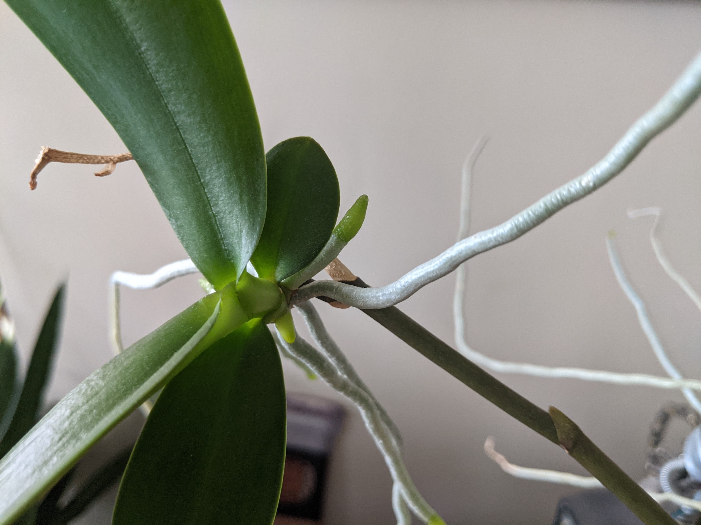 repotting When to sever and repot a baby orchid? Gardening