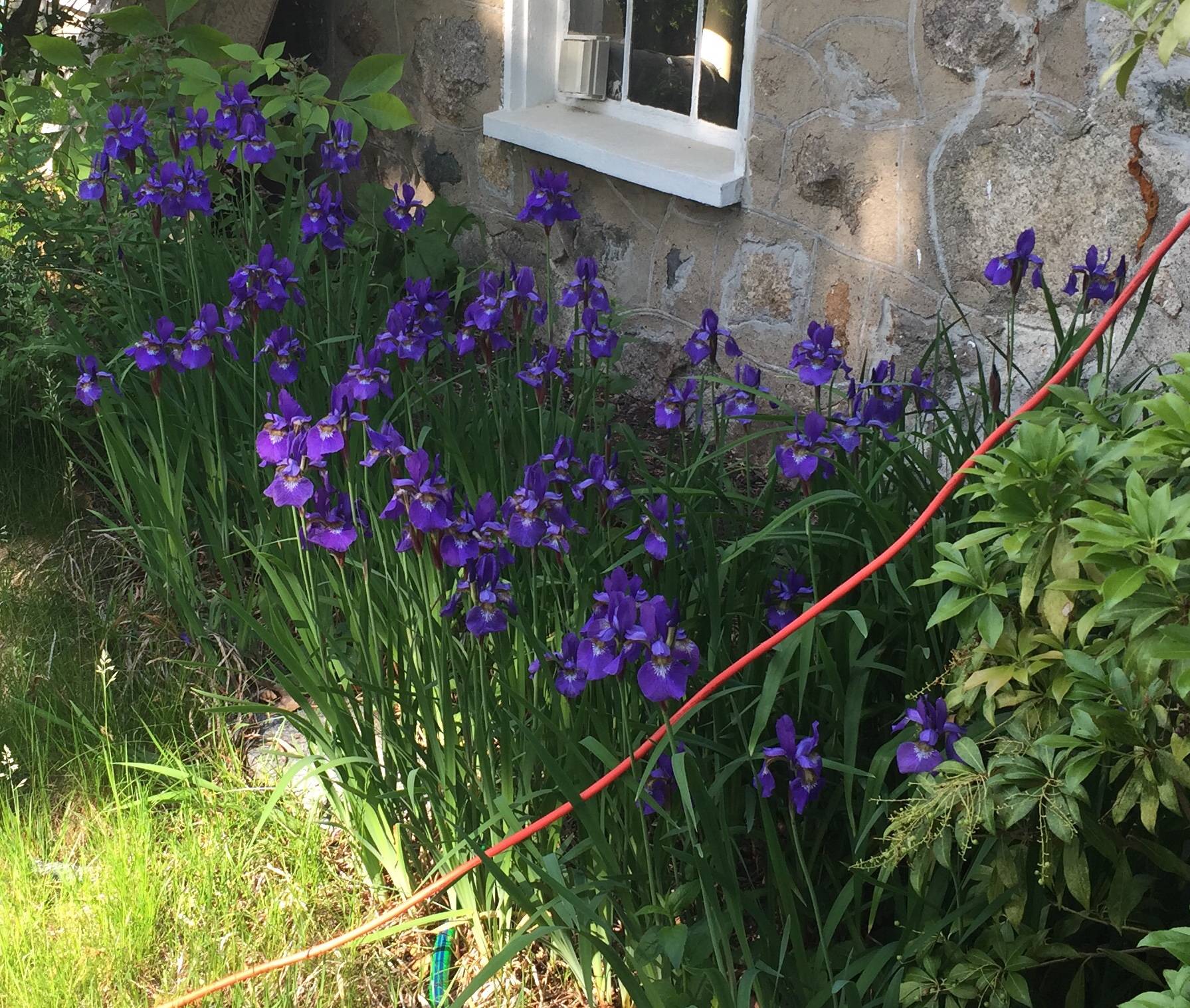 flowers Is it possible to transplant irises without the rhizome