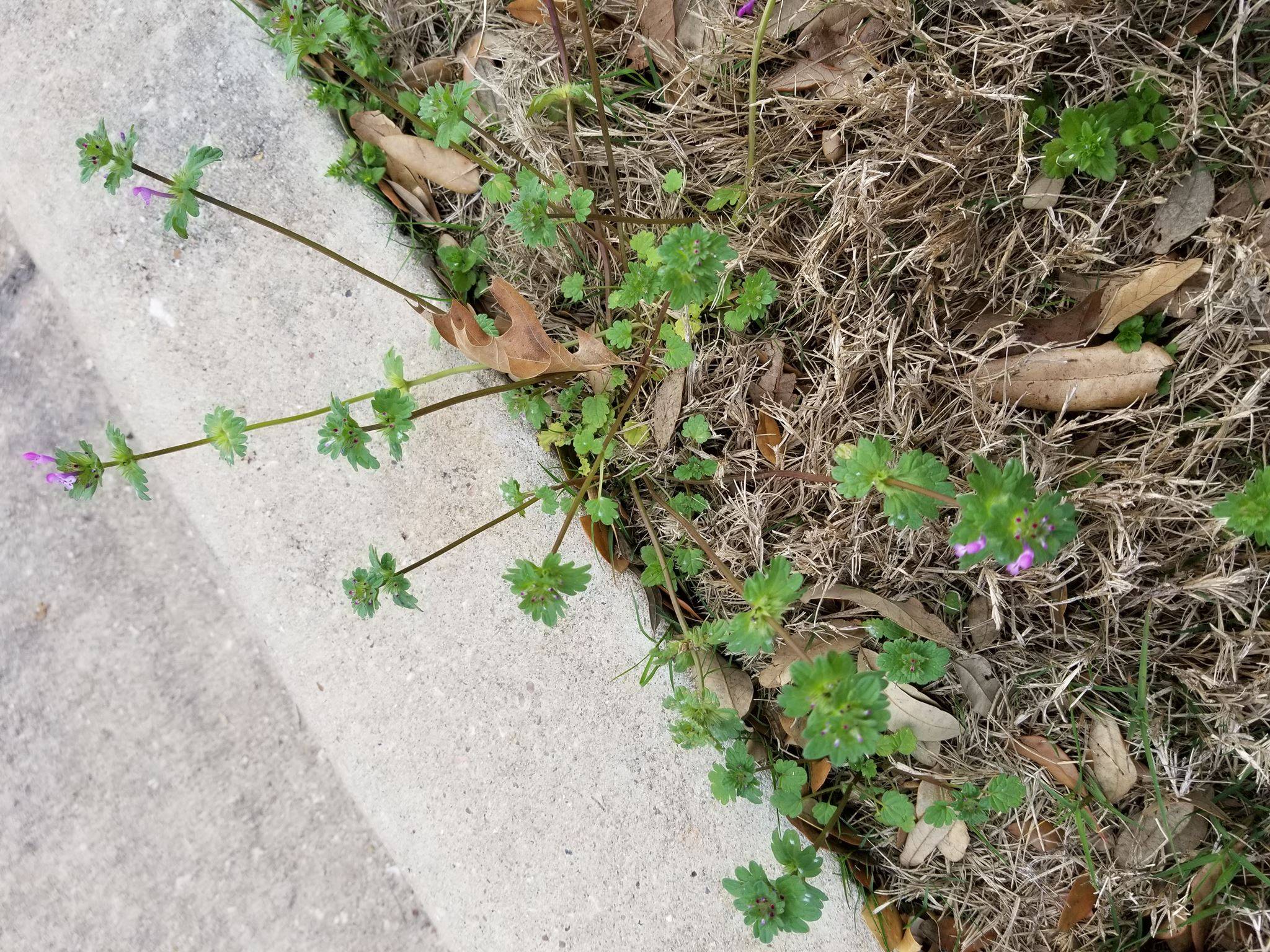 Texas Lawn Weed Identification Chart