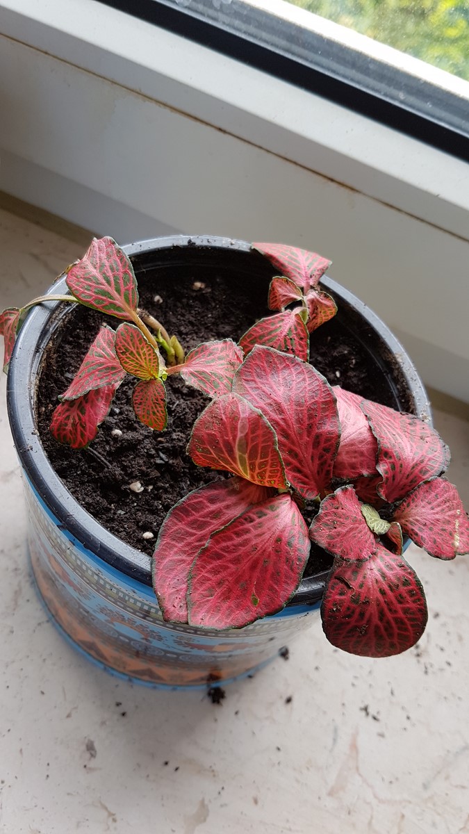 houseplants How to save my Fittonia (Nerve plant) after repotting? Gardening & Landscaping