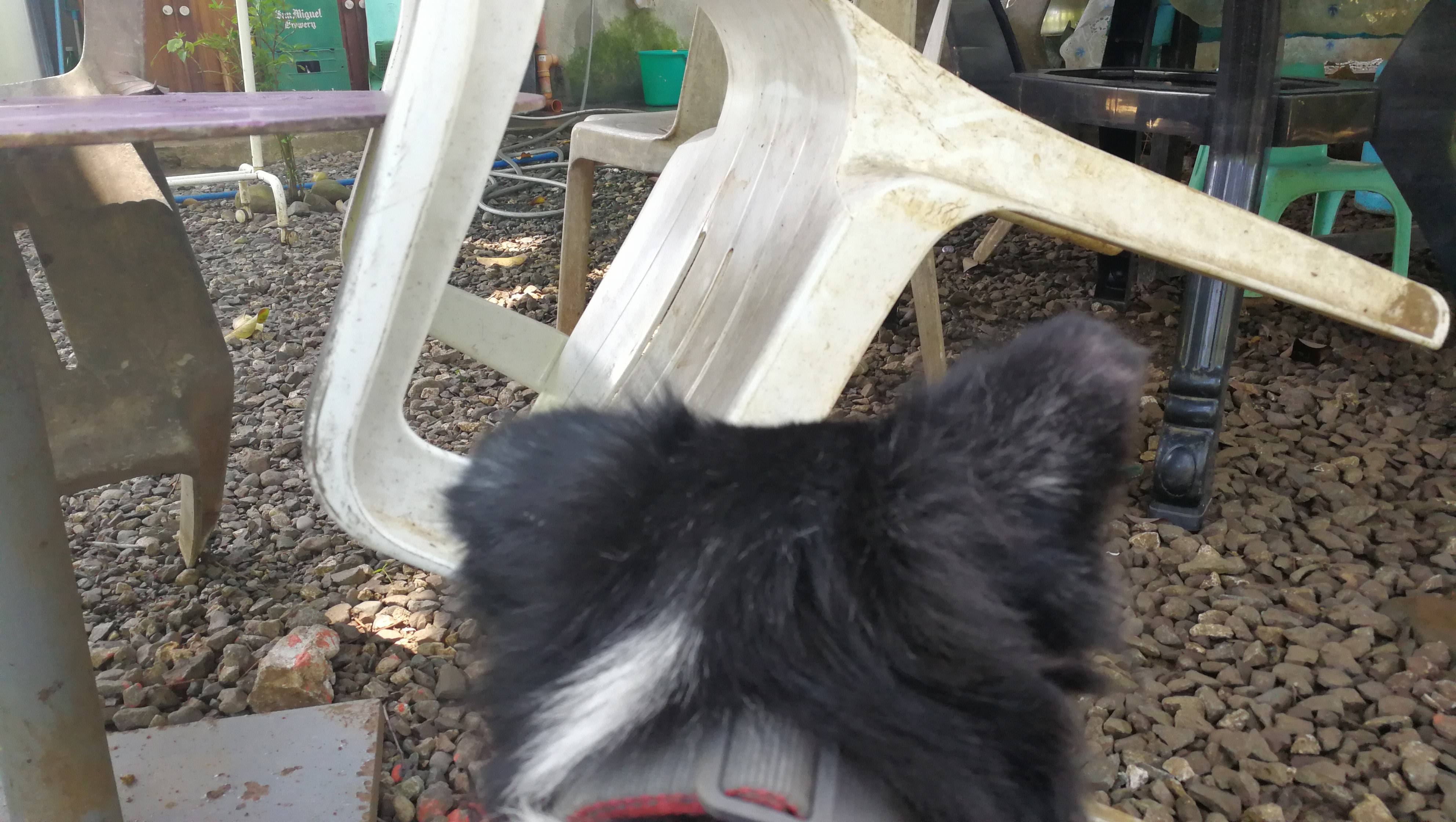 biology Why did my dog's ears start to flop? Pets Stack Exchange