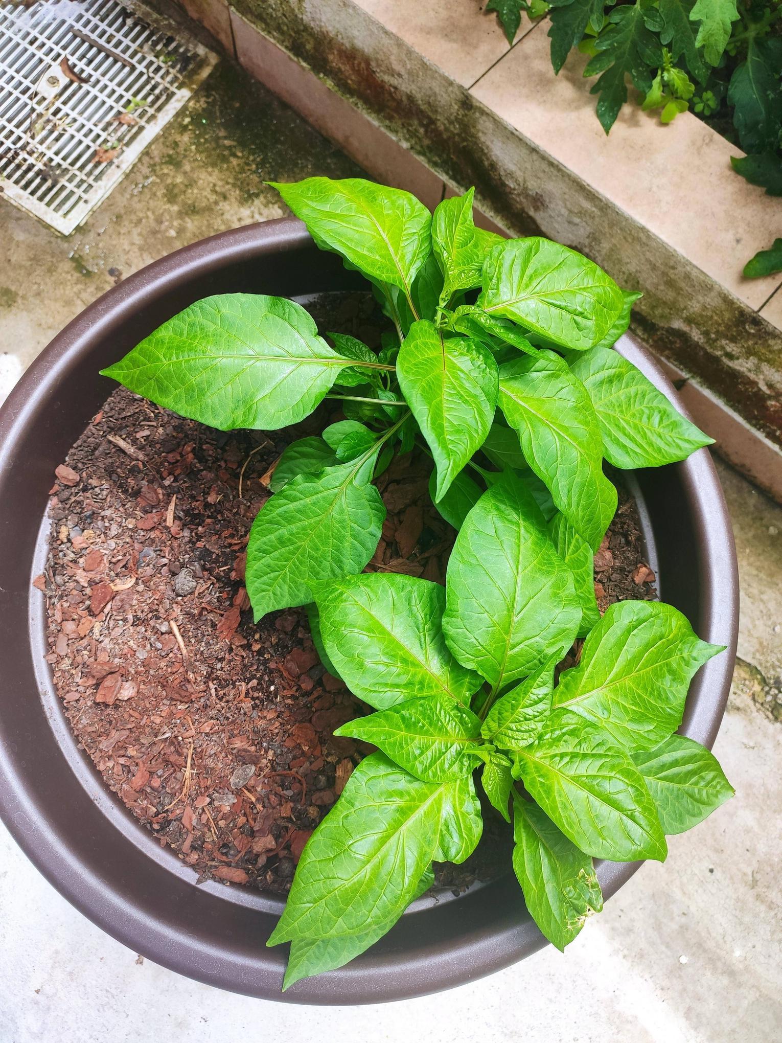 peppers Should I prune suckers from Bhut Jolokia