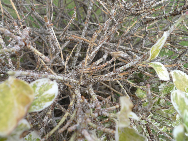 pests Scale infestation (Euonymus scale) Gardening & Landscaping