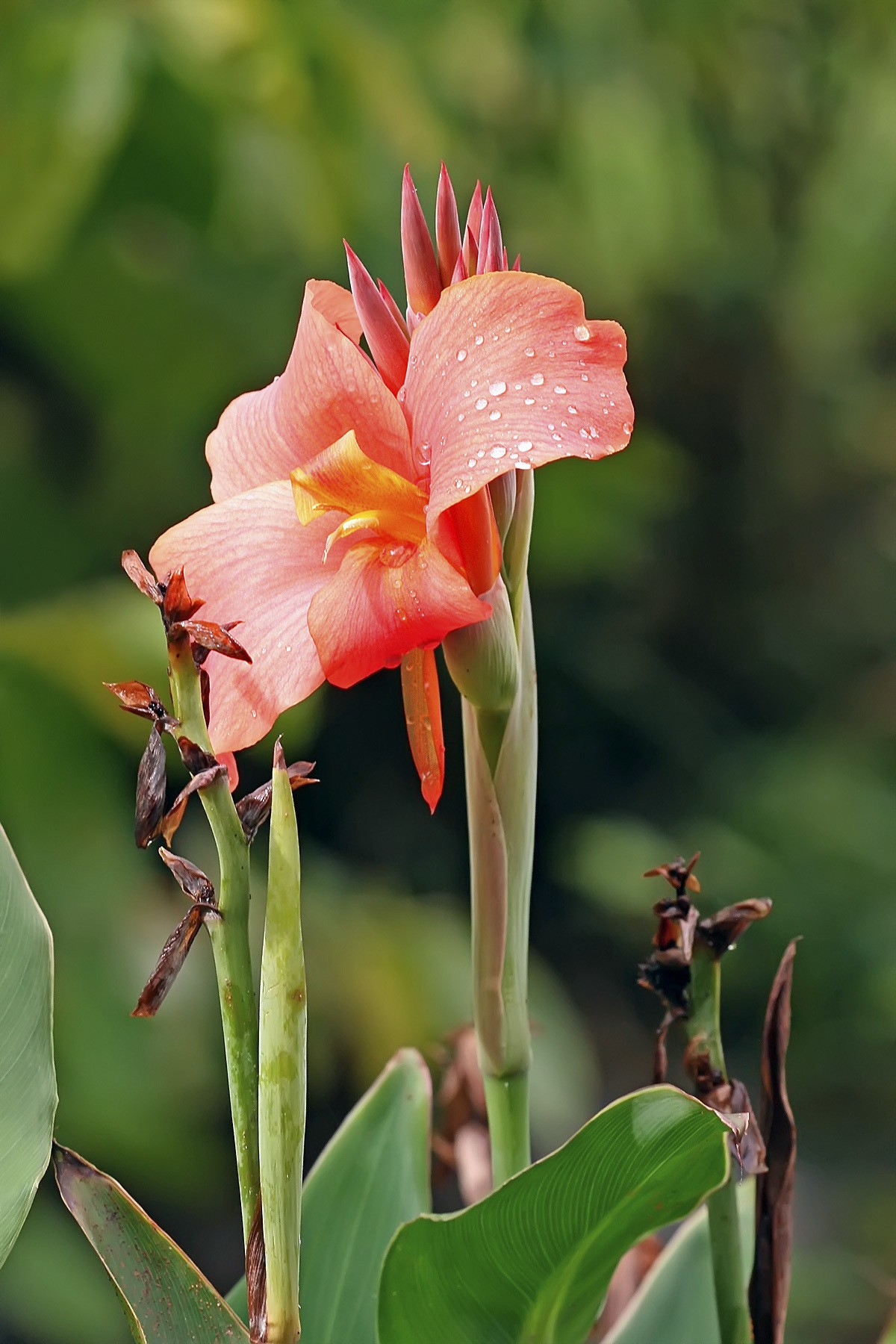 زهرة القنا أو الكنا Canna or canna lily صور