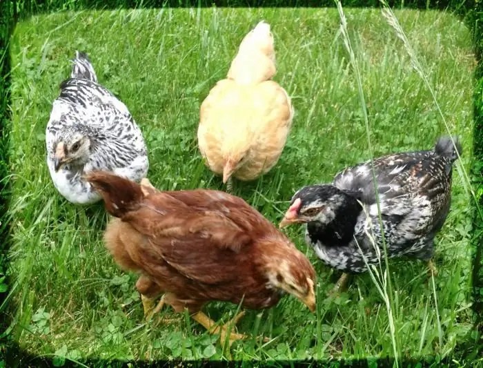 Chicken Dominant types and features Agriculture 2024