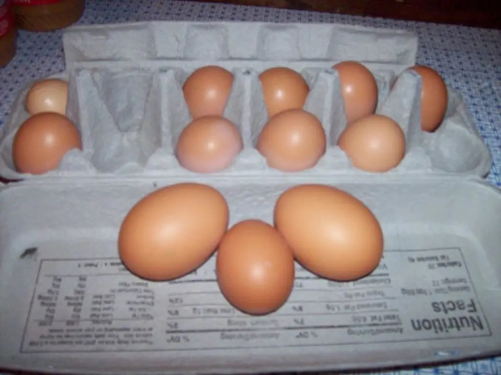 Twoyolk egg features and causes of appearance Agriculture 2024