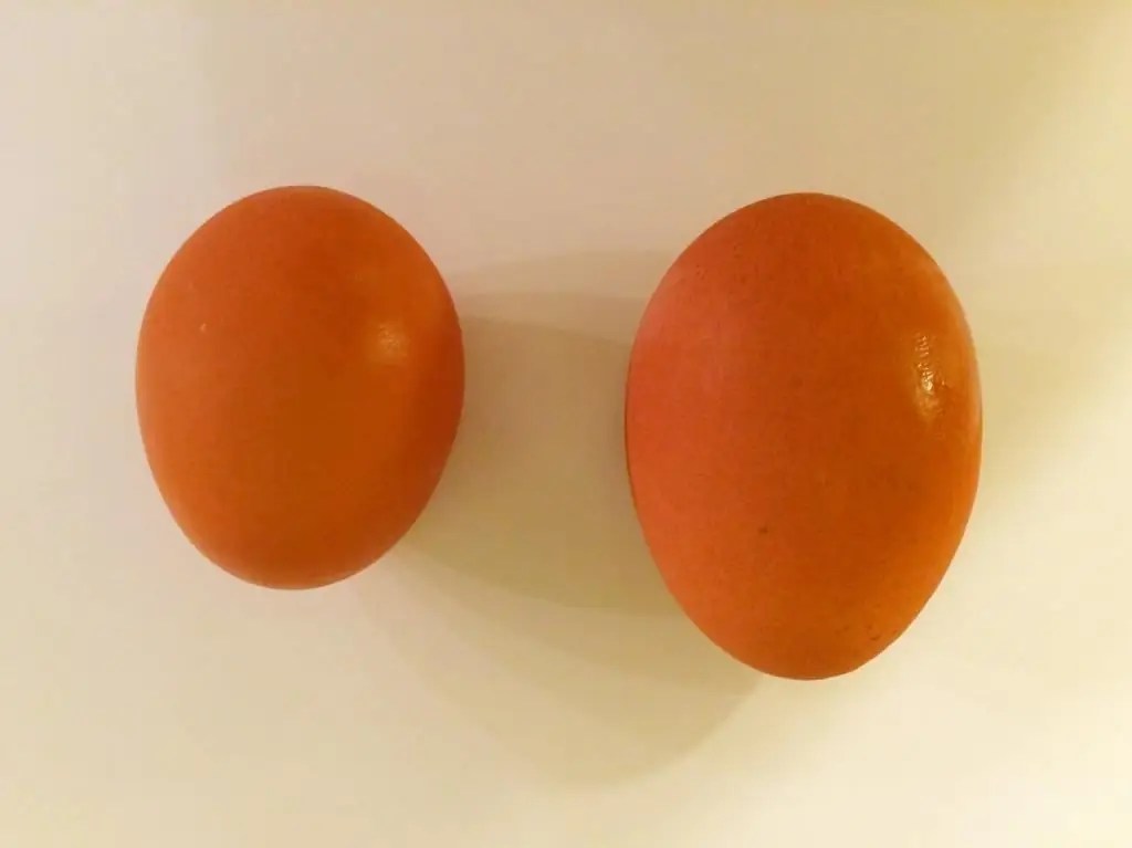 Twoyolk egg features and causes of appearance Agriculture 2024