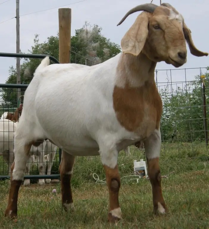 Boer goats description, breeding, feeding and interesting facts
