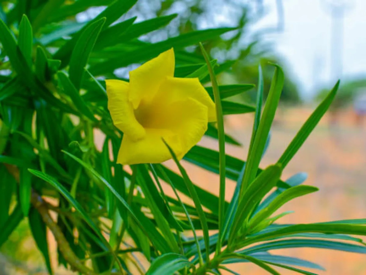 bhagwan ko kaun se phool nahin chadhaya jata hai which flower is not