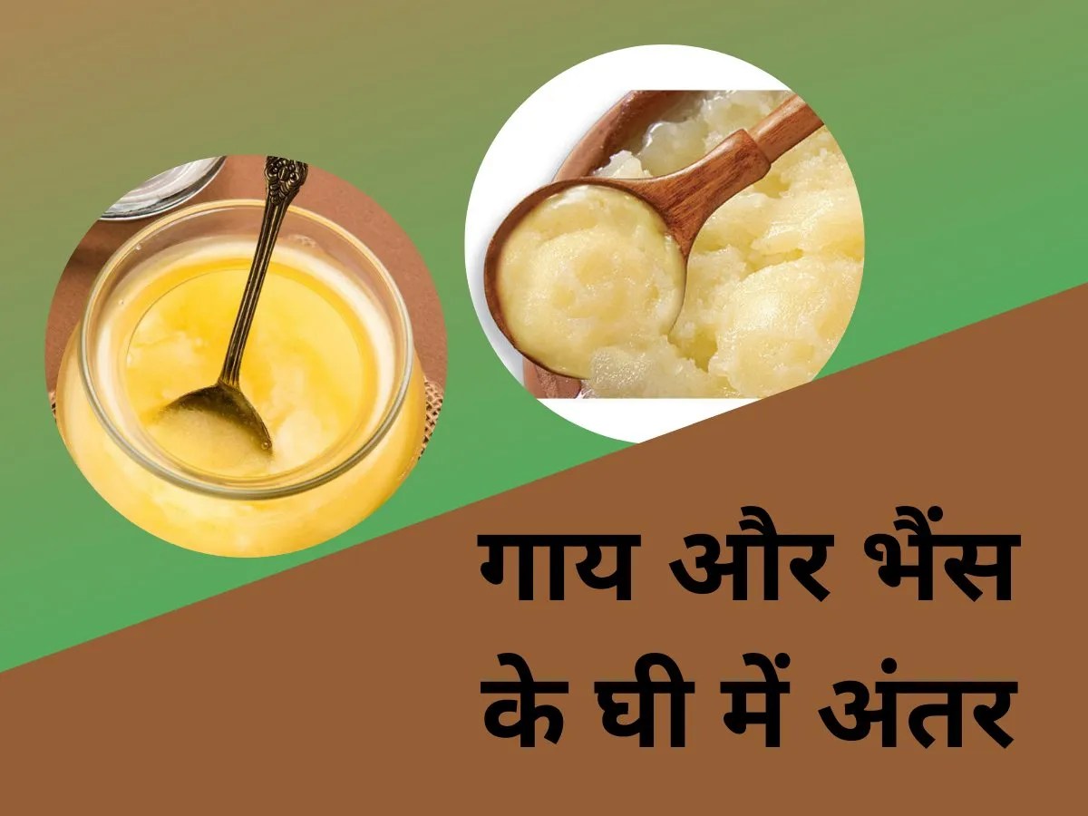 difference between cow and buffalo ghee read which is healthier, गाय और