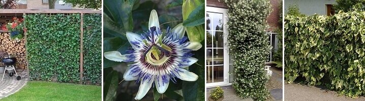 Groenblijvende En Wintergroene Klimplanten | Tuincentrum.nl