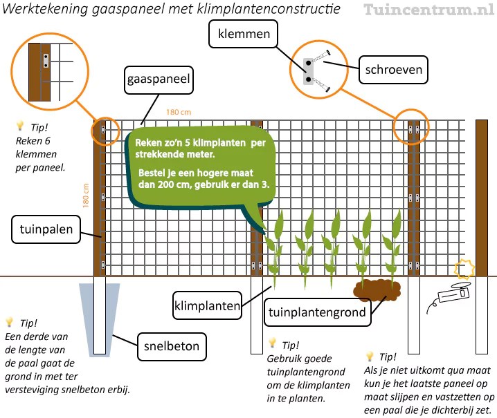 Klimop Planten: Van Klimmer Tot Bodembedekker - Tuincentrum.nl | Tuincentrum.nl