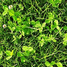 Last Van Onkruid In Je Gazon? Probeer Deze Tips! | Tuincentrum.nl