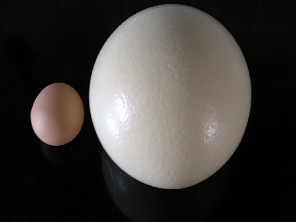 Ostrich egg weight, size, comparison with a chicken egg, cooking