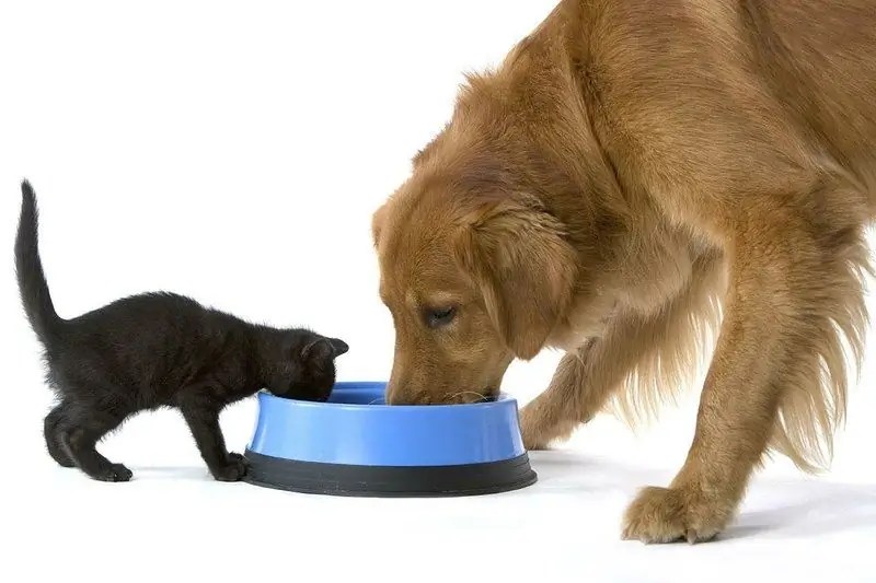 Is It Possible To Give A Cat Dog Food Why It Is Impossible To Feed It