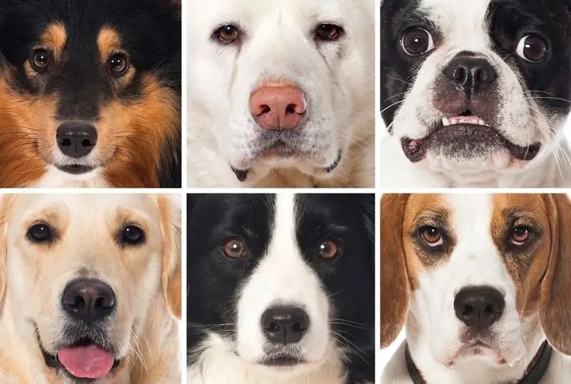 Popular Dog Breeds In Russia And The World Photos, Names