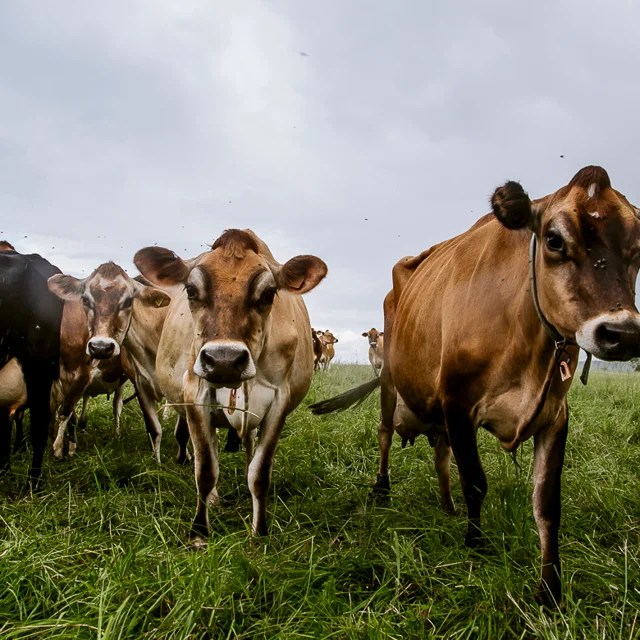 Maine Farmland Trust