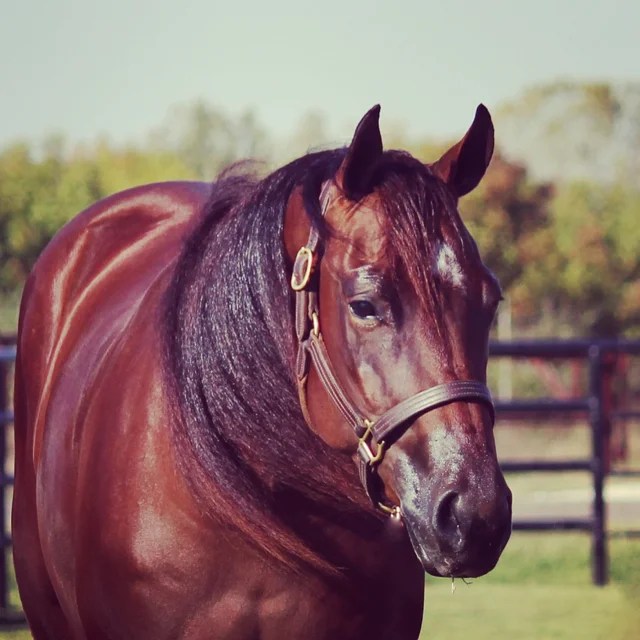 Chappell Horse Sales