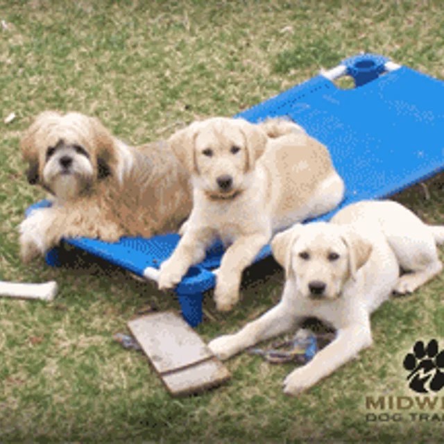 Midwest Dog Training