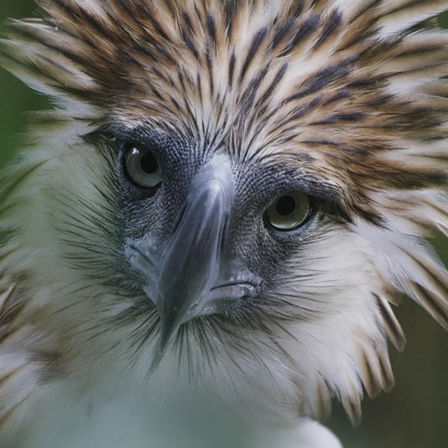 Cornell Lab of Ornithology