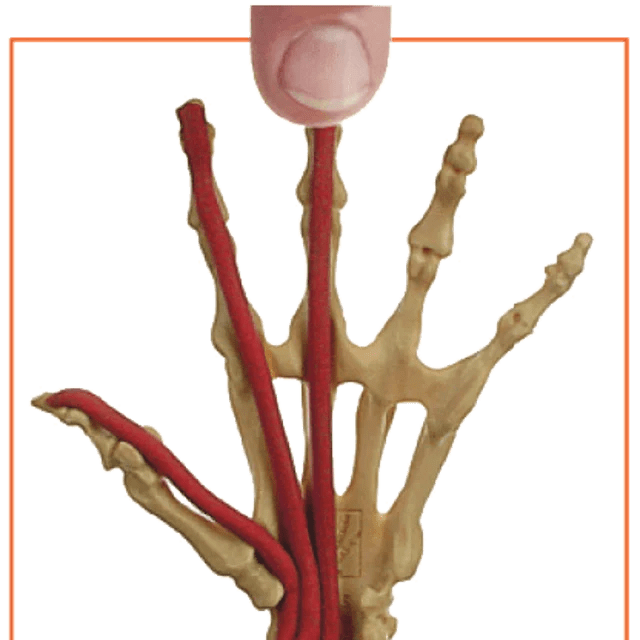 ANATOMY IN CLAY® Learning System