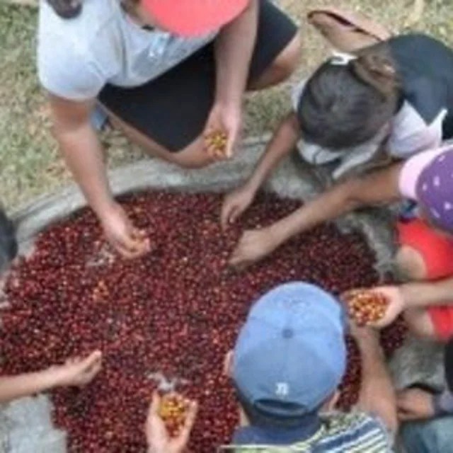 the Collaborative coffee source