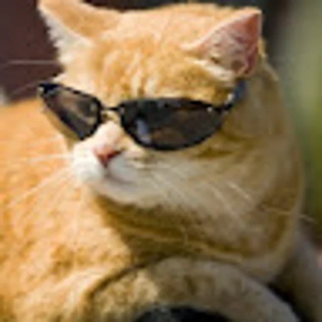 Cool Cat