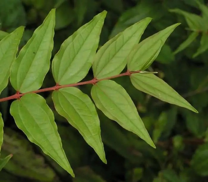 Opposite leaf arrangement structural features and examples of plants Secondary education and