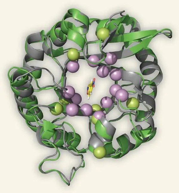 Biochemistry of enzymes. Structure, properties and functions Science 2024