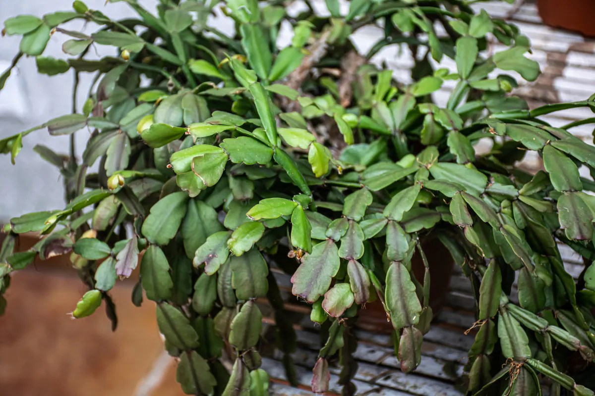 Revive your reluctant Christmas cactus. An easy guide to DIY fertilizer