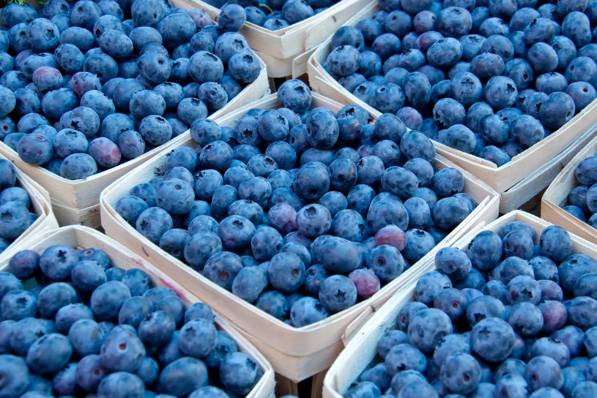 Who should avoid blueberries and why it's crucial to know