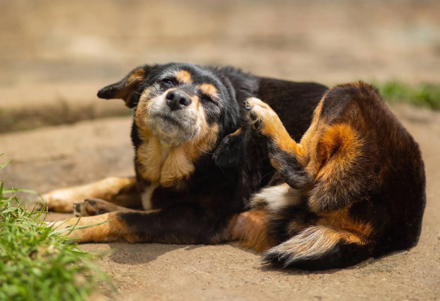 Dog scratching ears Warning signs owners must not ignore