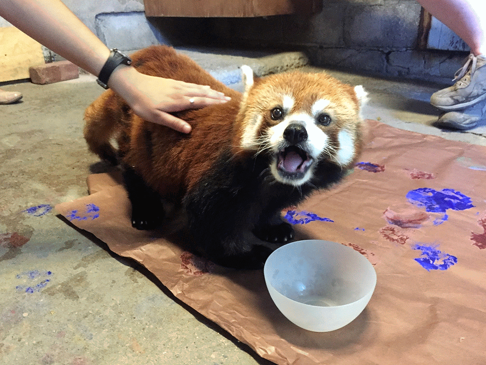 Гифки красная панда Скачать бесплатно