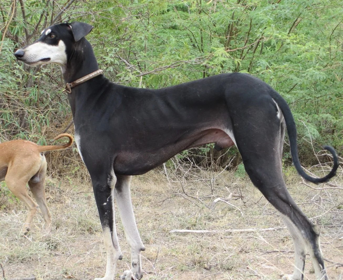 This International Dog Day, here's a look at unique Indian dog breeds