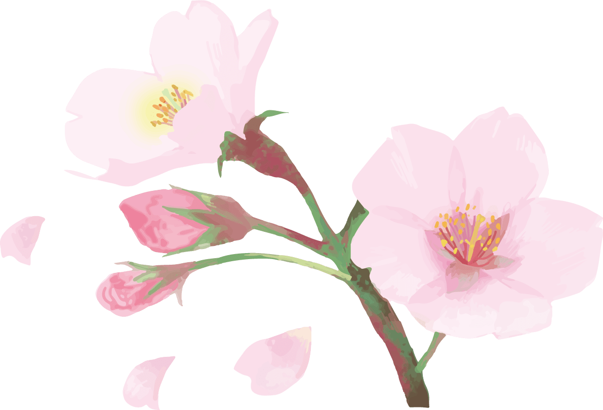 "Real beautiful cherry blossom branch illustration Scattered petal