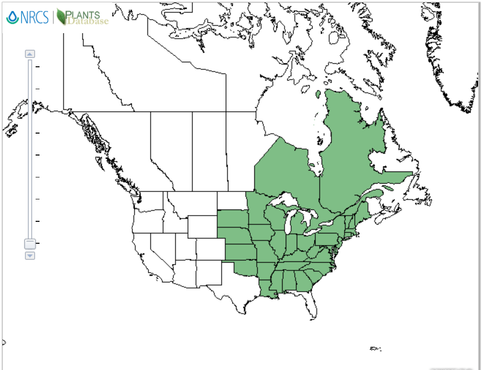 How to Find Ginseng? First look for the right habitat.