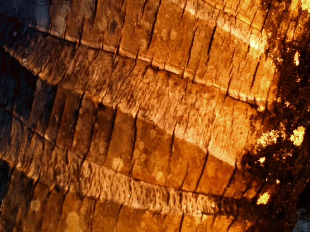 Apakah Ya&rsquo;juj dan Ma&rsquo;juj Sudah Muncul? - Majalah Islam Asy-Syariah