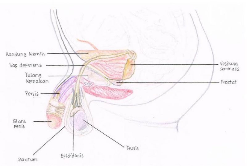Sistem Reproduksi Pria Bagian Dalam dan Luar (Lengkap)