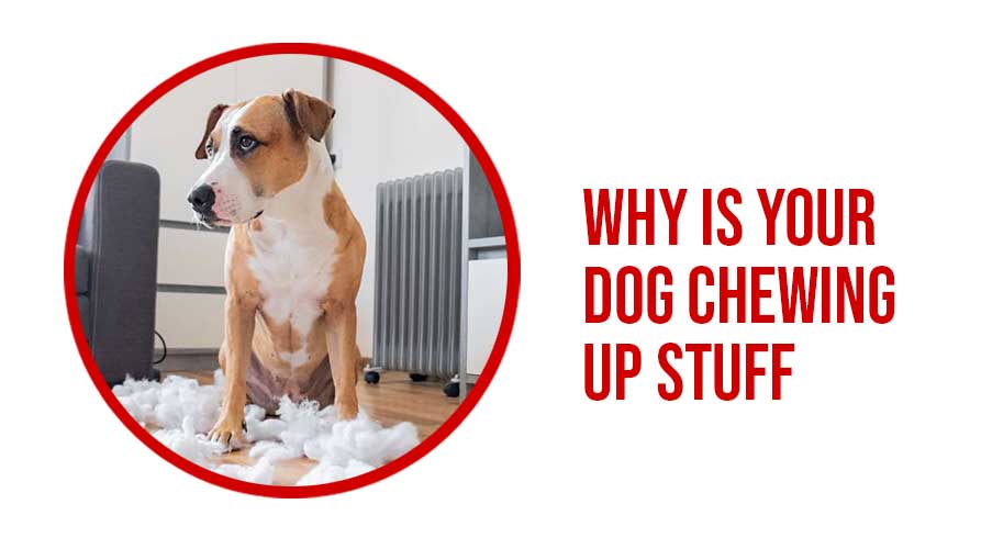 Why Is Your Dog Chewing Up Stuff Buckaroos