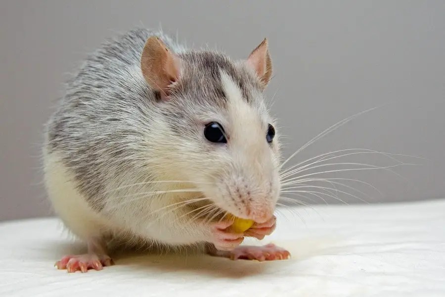 Why do mice squeak? and what to do about it. Critter clean out