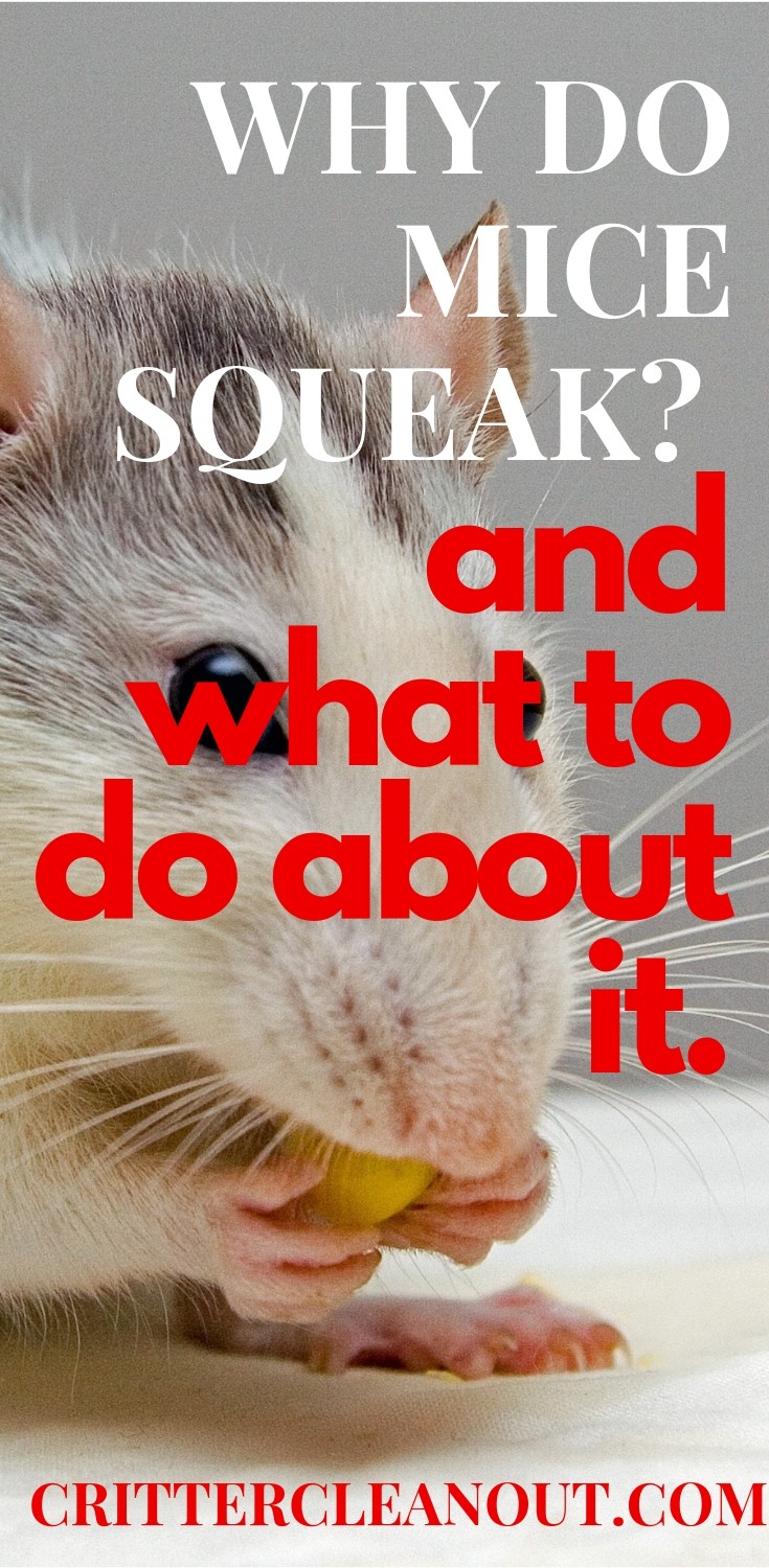 Why do mice squeak? and what to do about it. Critter clean out