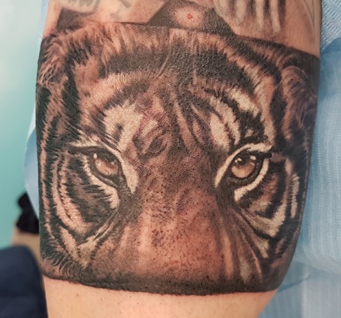 Tatuaggio Tigre Per Coprire Un Tribale - Denis Trevisani Tattoo Studio 463_x_496_jpg