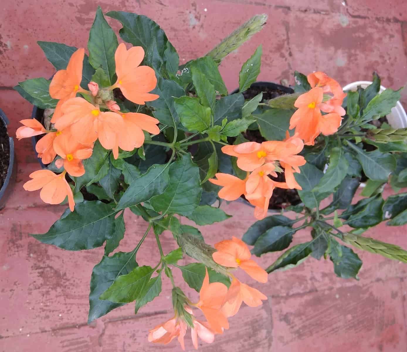 Maybe you would like to learn more about one of these? 20 Permanent Flowering Plants In India That Live All Year Perennials