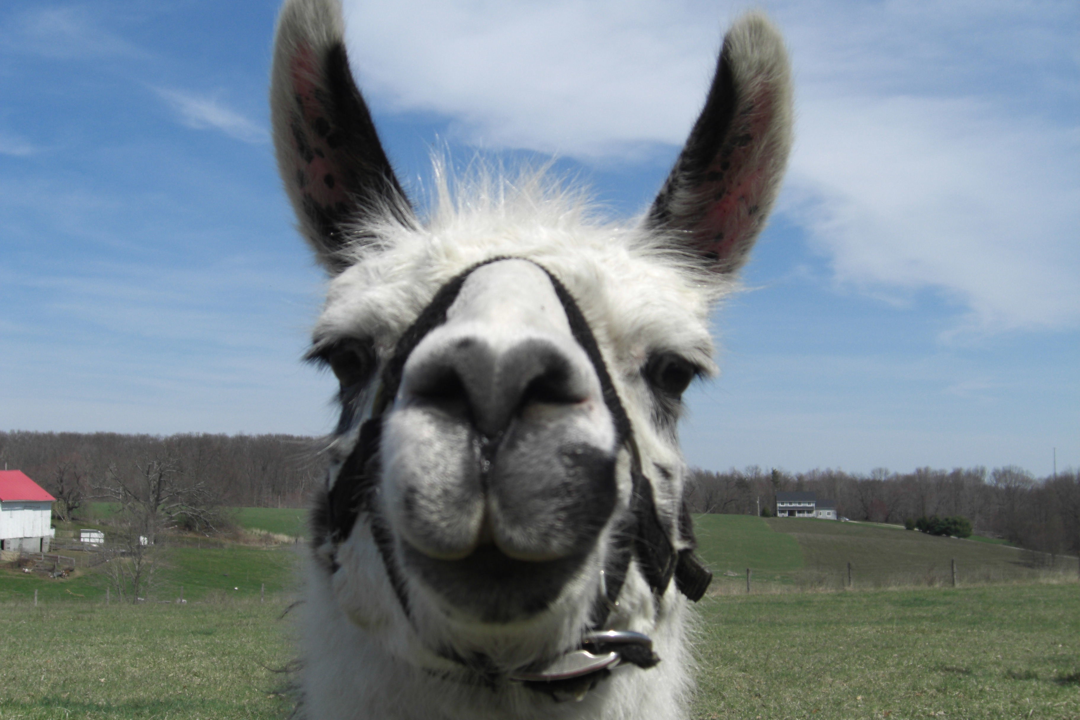 Milk and care of the young camel unit 61: What do you do with a llama? | From the Garret